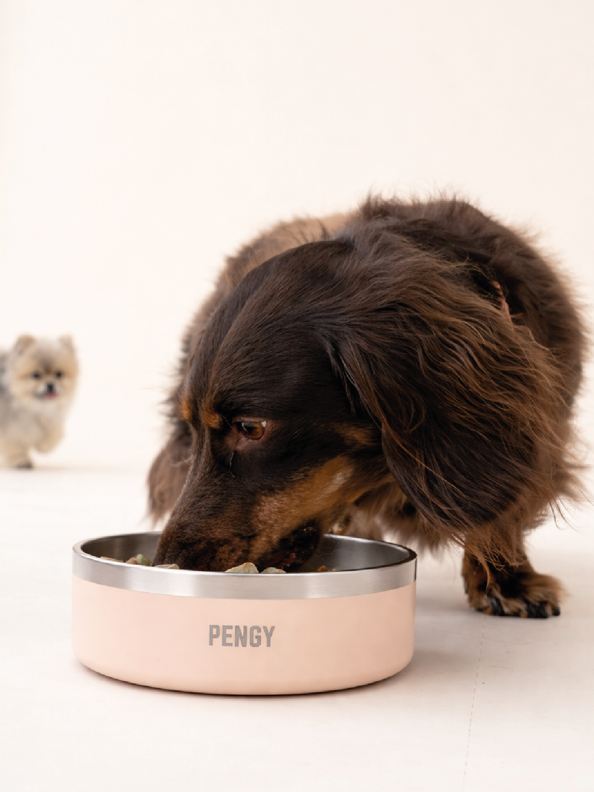 Image of PENGY Pet Bowl - Plato De Comida Para Mascotas